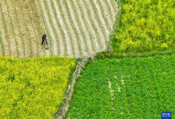 在希望的田野上