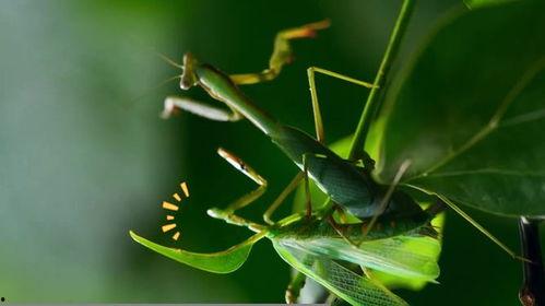 螳螂视频,揭秘自然界中的捕食高手