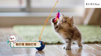 娱乐吃瓜酱猫咪视频大全,吃瓜酱视频大全欢乐盘点